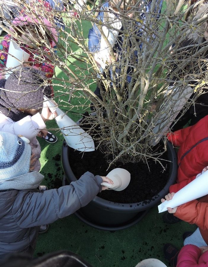 Pavia e provincia: sabato prossimo alberi di melograno contro il cancro infantile in sei scuole del pavese