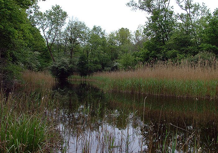 Parco Ticino: zone umide, boschi, marcite e praterie ai Geraci di Motta Visconti