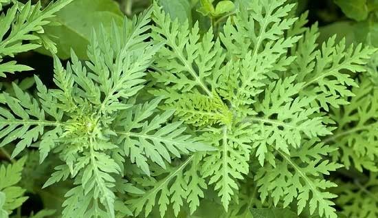 Abbiategrasso, via alla guerra contro l’ambrosia: primo sfalcio entro luglio