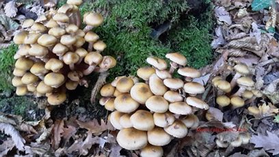 Garlasco, campagna di sensibilizzazione del comune per il controllo dei funghi raccolti in campagna presso gli enti preposti