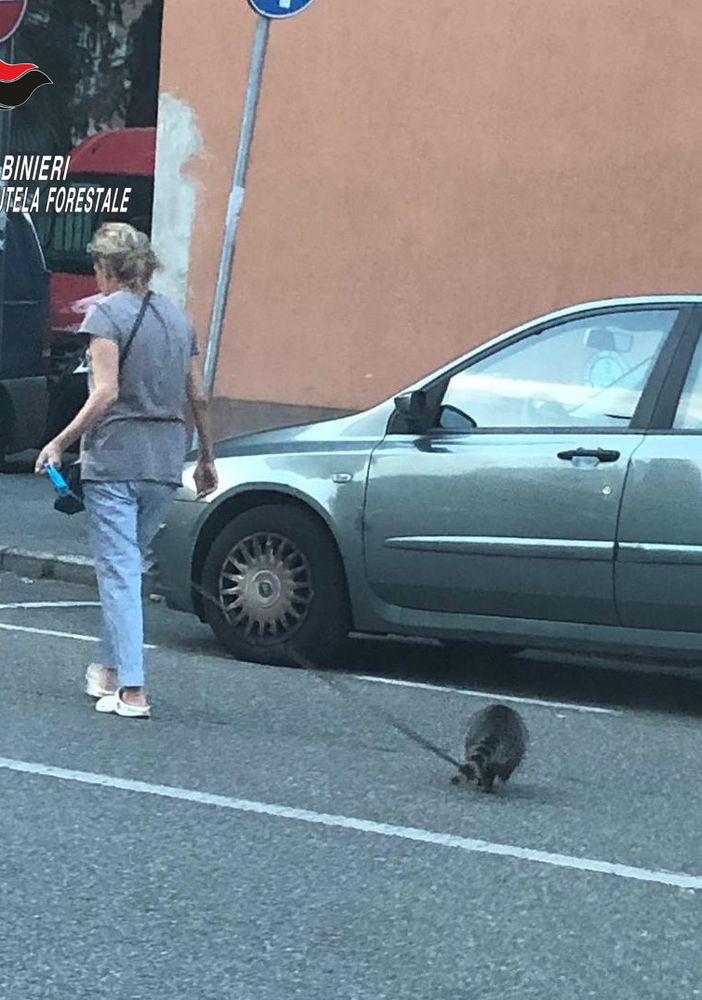 Milano: i carabinieri forestali sequestrano un procione detenuto come animale da compagnia. Denunciata la proprietaria