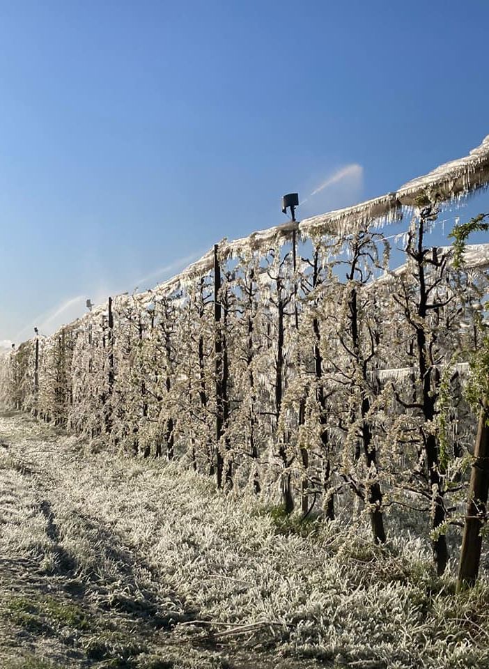 Meteo, Coldiretti: gelo brucia frutta, è calamità