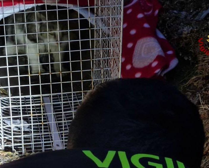Oltrepò: gatto ferito bloccato in un canale di scolo, recuperato dai Vigili del fuoco