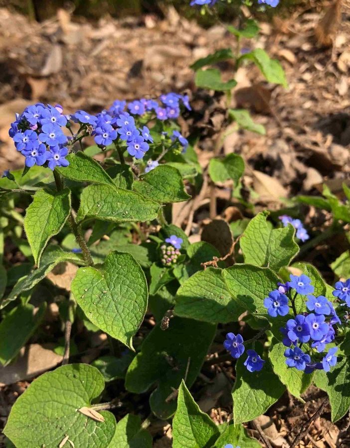Risveglio di primavera, tra scienza e meraviglia, negli orti botanici della Lombardia