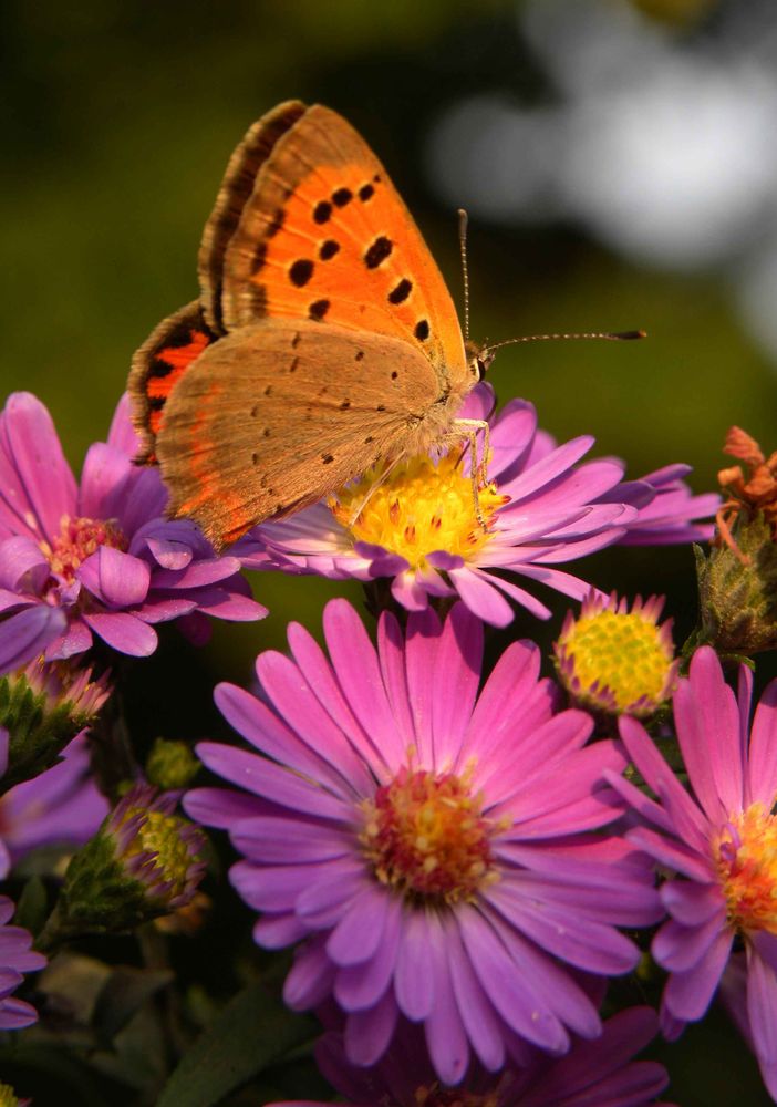 “Città amiche dei fiori e delle api”, con la rete degli orti botanici della Lombardia