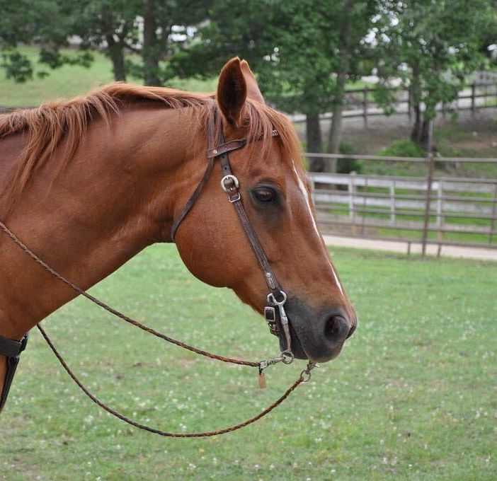 Buccinasco, 23enne disarcionata da cavallo
