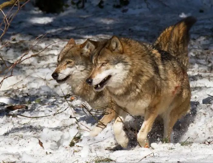 Ventuno branchi di lupi in Lombardia