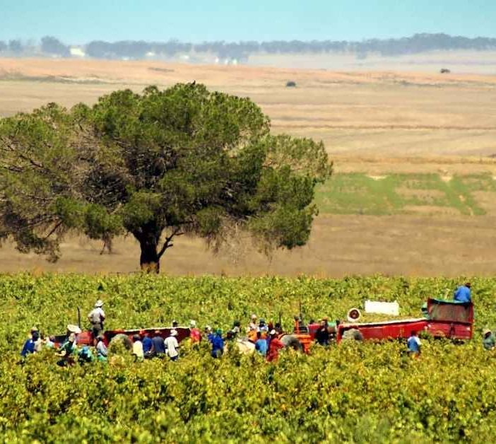 Lavoratori pagati 3 euro l'ora, arrestato titolare vivaio a Inveruno per caporalato