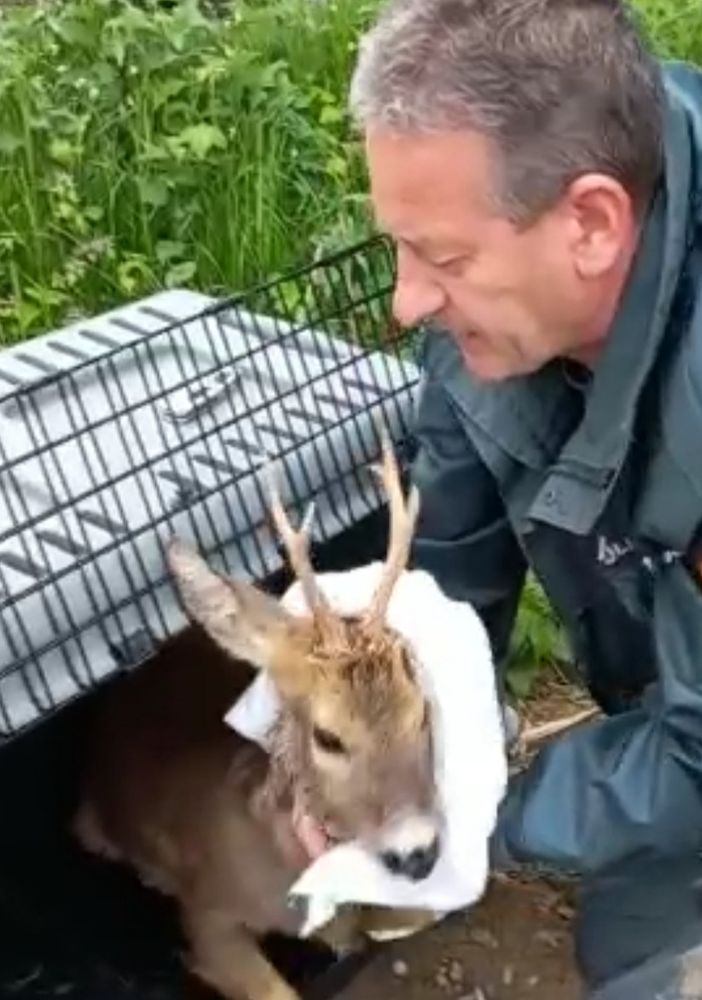 Magenta: capriolo liberato nei campi del Parco del Ticino
