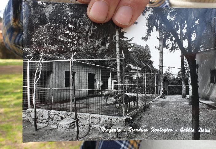 Lo zoo dei giardini di Casa Giacobbe: l’orso bruno, il lama e i daini della Magenta anni ’60, ’70
