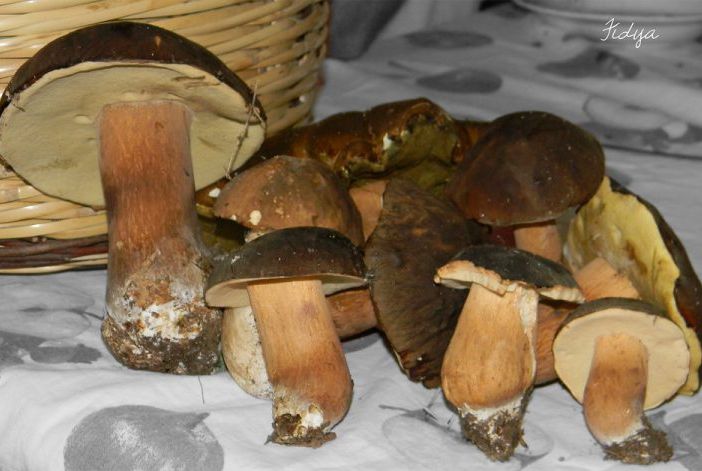 Diecimila intossicazioni da funghi l’anno: ecco come evitarle