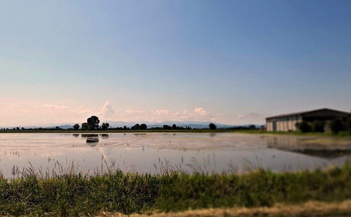 Morto nelle risaie a Novara, ipotesi malore