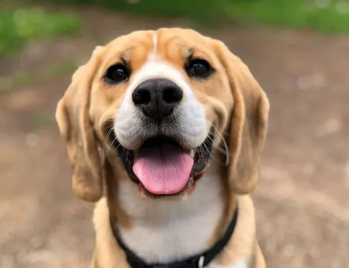 Cane salvato dalla stradale sul tratto Novarese dell'autostrada A4, multato il proprietario