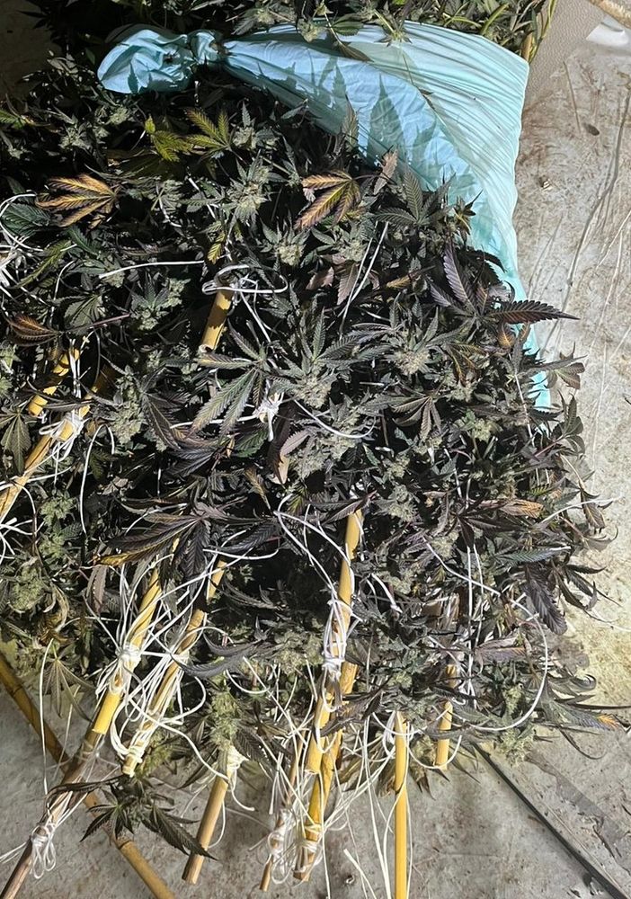 Pieve del Cairo, scoperta una serra con 260 chili di marijuana