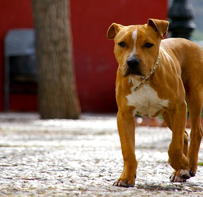 Anziana uccisa da un pitbull a Corana: indagine per omicidio colposo
