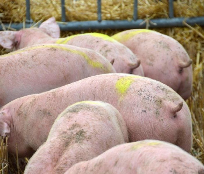 Peste suina africana. Regione Lombardia chiederà “allentamento” misure restrittive in provincia di Pavia