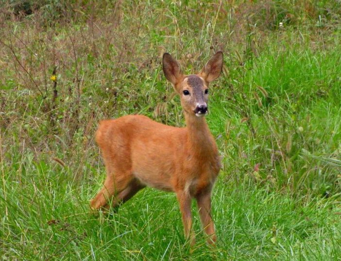 Binasco, gli agenti di Città Metropolitana salvano un capriolo