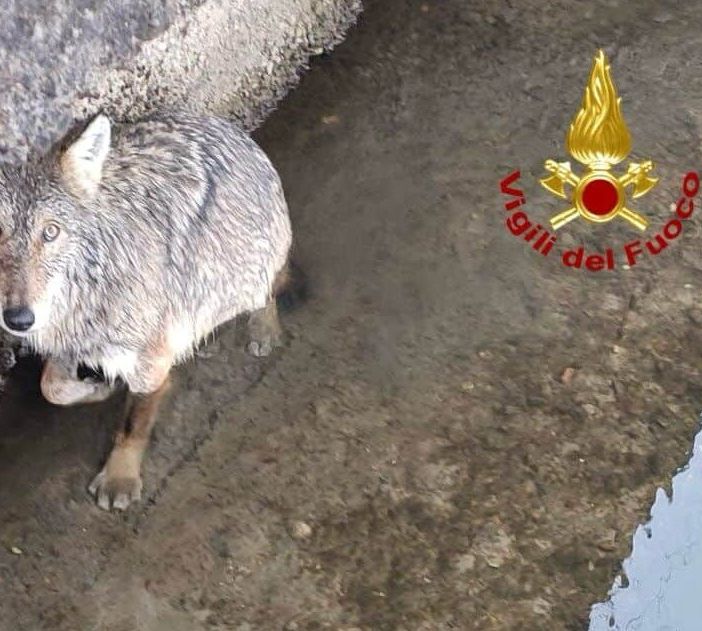 Gaggiano, salvato un lupo finito in una roggia del Naviglio Grande. Sta bene