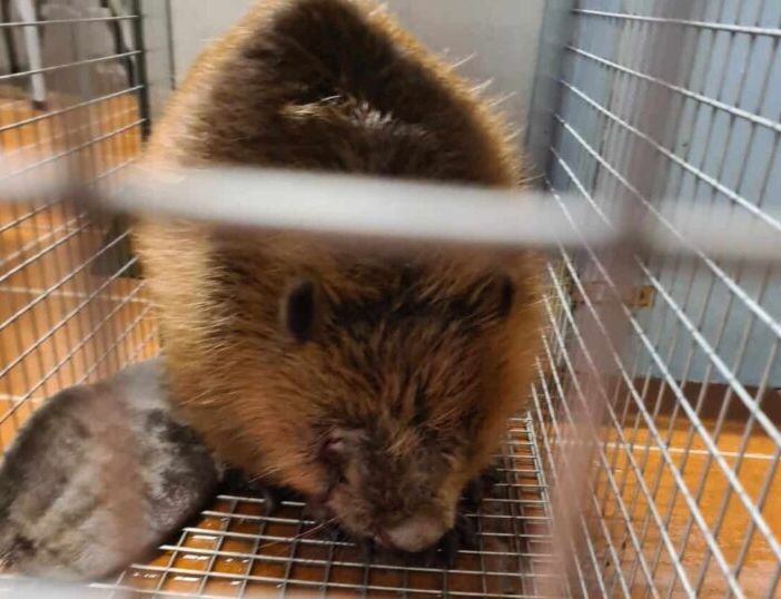 Il ritorno del castoro nel Parco del Ticino dopo cinque secoli