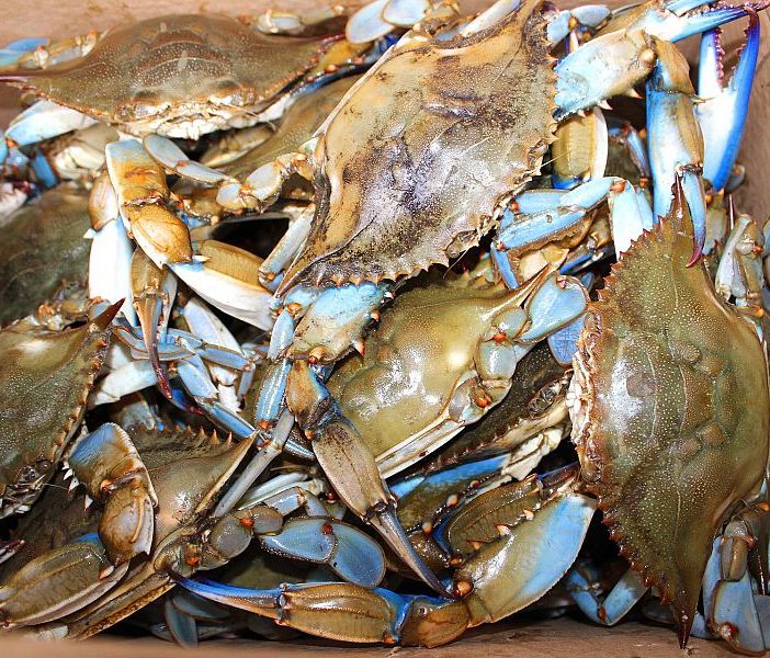 Campi in crisi e boom specie aliene, la colpa è del clima