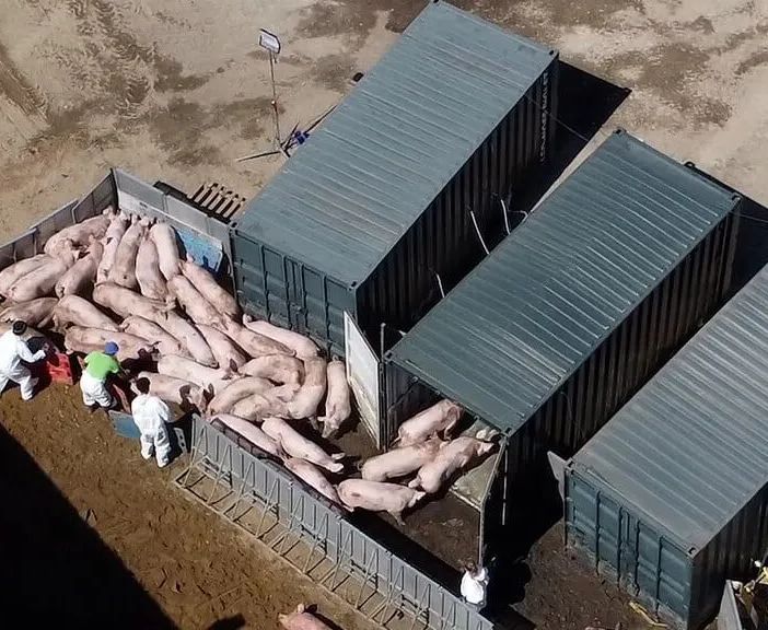 Peste suina: nuova ordinanza di Regione Lombardia per Milano e Pavia