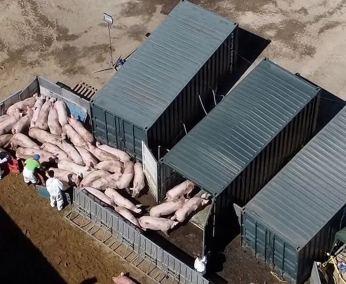 Peste suina: in arrivo 19 milioni di ristori da Regione Lombardia