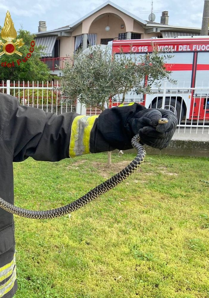 Mede: biacco recuperato dai Vigili del fuoco all'interno di un'abitazione