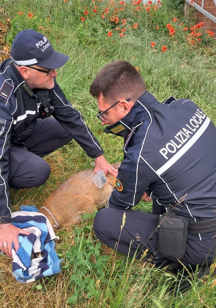 Gambolò: capriolo cade in un canale salvato dalla Polizia locale