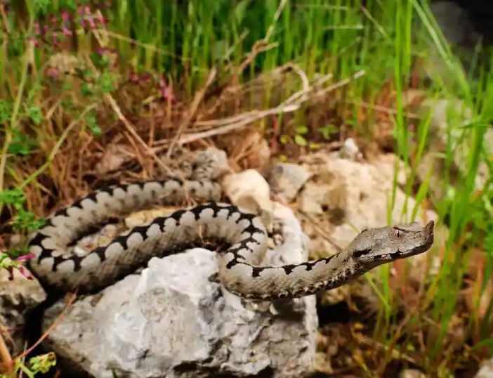 Novarese: morso da vipera ricoverato in codice rosso