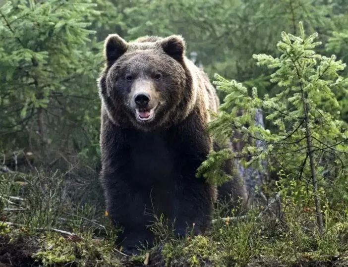 Trentino, abbattuto l’orso M91
