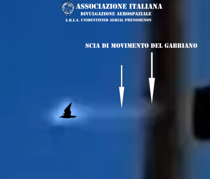 A.R.I.A. smentisce l'avvistamento UFO a Genova: &quot;Era un gabbiano&quot;