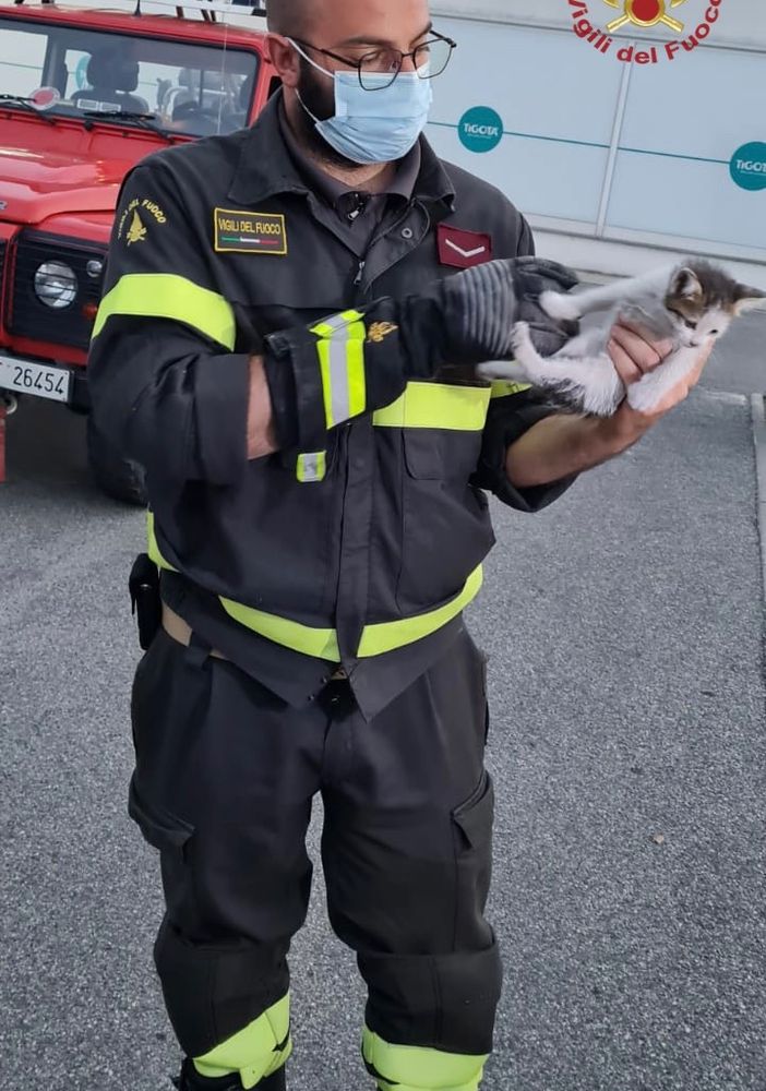 Broni: gattino intrappolato nel vano auto, salvato dai Vigili del fuoco