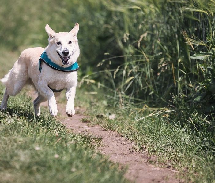 Aperti in Lombardia, anche in zona rossa, i negozi di toelettatura per gli animali domestici