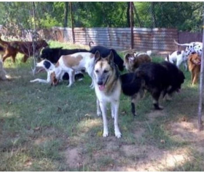 Robbio, l’Oasi Shangai chiede aiuto con una raccolta online per le profilassi del branco di cani ospitati nella struttura
