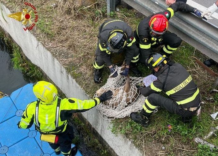 Capriolo finisce nel Naviglio Grande: salvato dai Vigili del Fuoco