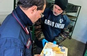 Operazione “L’anello mancante”, sequestrati oltre 2.500 esemplari di uccelli vivi e denunciate 104 persone