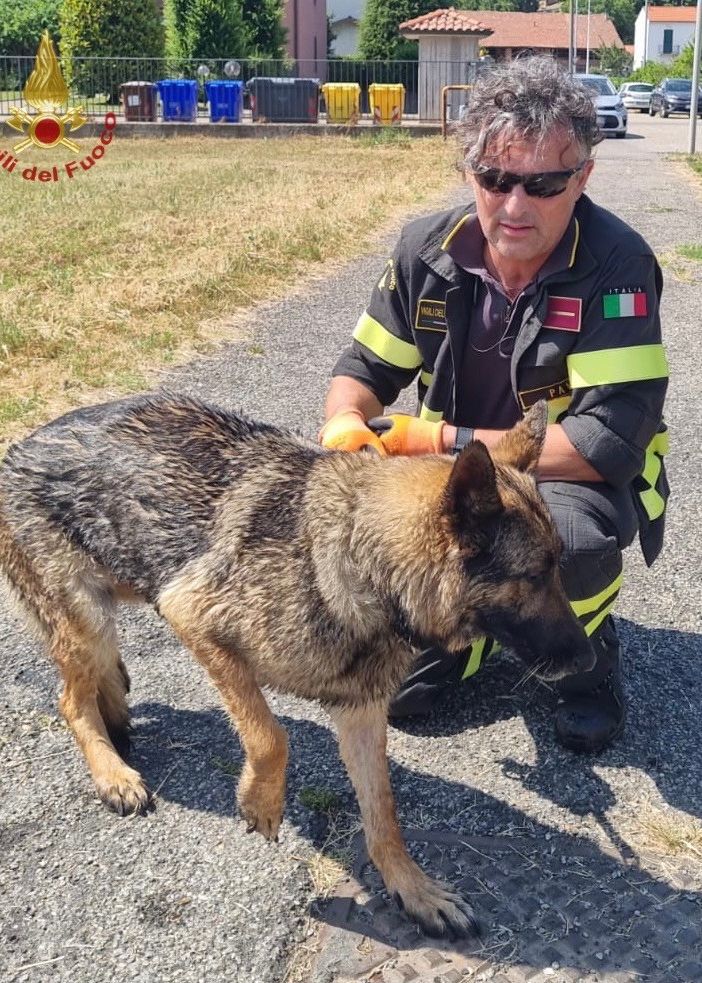 Pavia: cane intrappolato in un corso d'acqua, salvato dai Vigili del fuoco