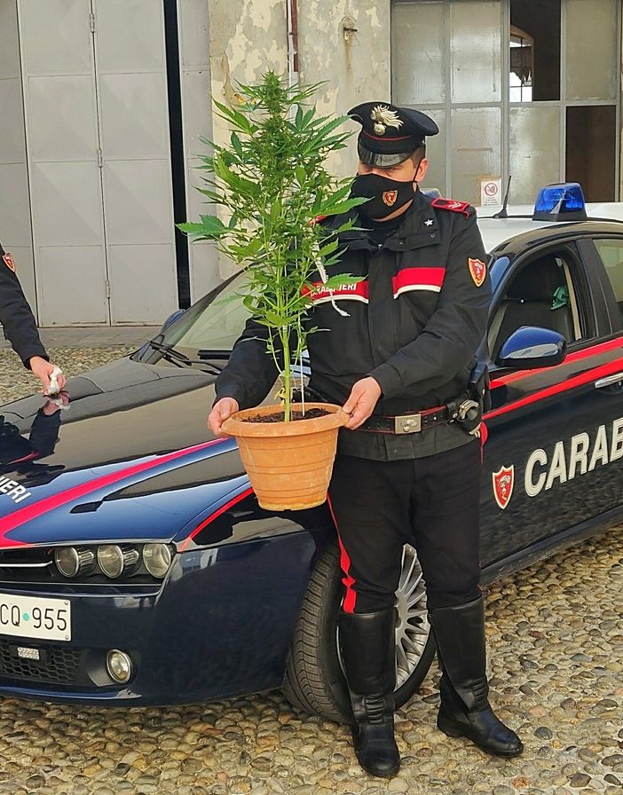Pavia: ai domiciliari sorpreso con una serra di cannabis, in manette un 24enne