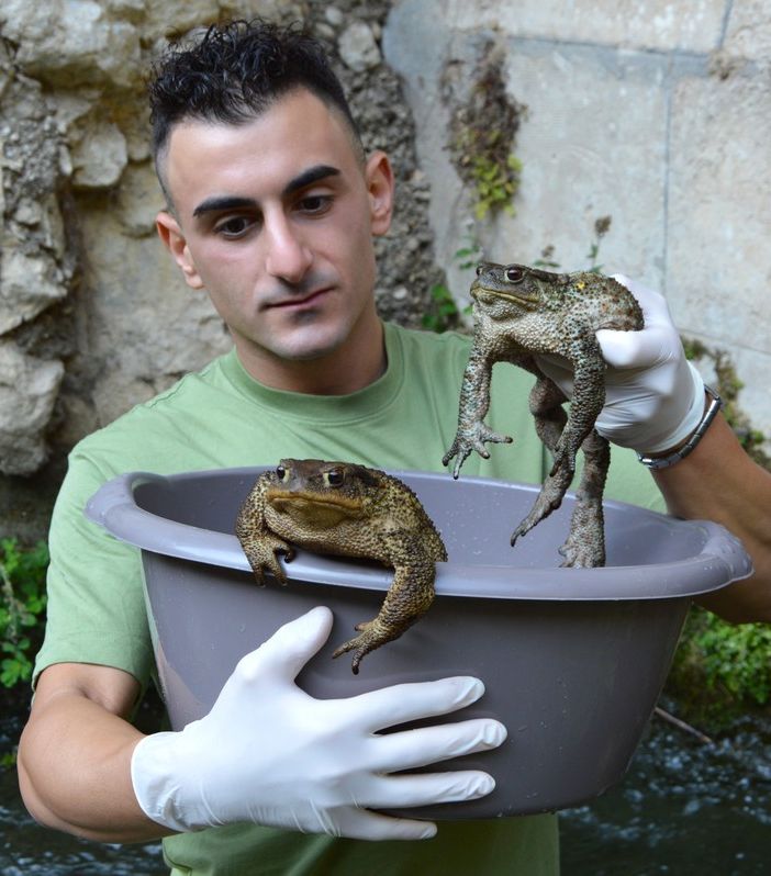Infrastrutture artificiali e biodiversità: L’appello di Sebastian Colnaghi per proteggere gli anfibi in Lombardia