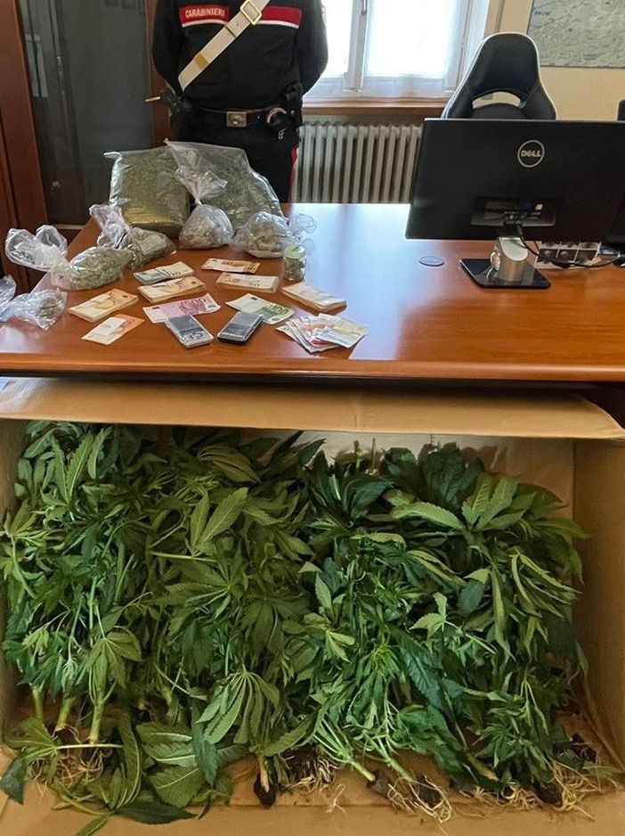 Portalbera: fermato per un controllo, i carabinieri gli trovano in casa un laboratorio artigianale di marijuana. Arrestato un 28enne