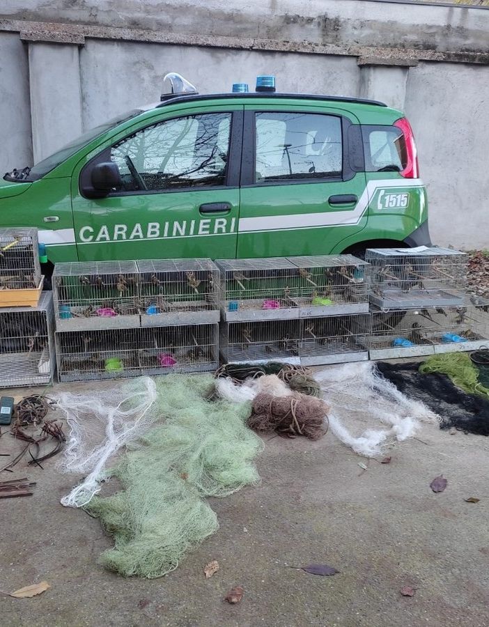 Utilizzava gli uccelli come richiami vivi e diversi strumenti di cattura illegale, denunciato