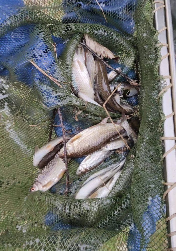 Recuperati oltre 70 kg di pesce alla Roggia Laghetto, Bareggia e Cavo Socio di Gaggiano