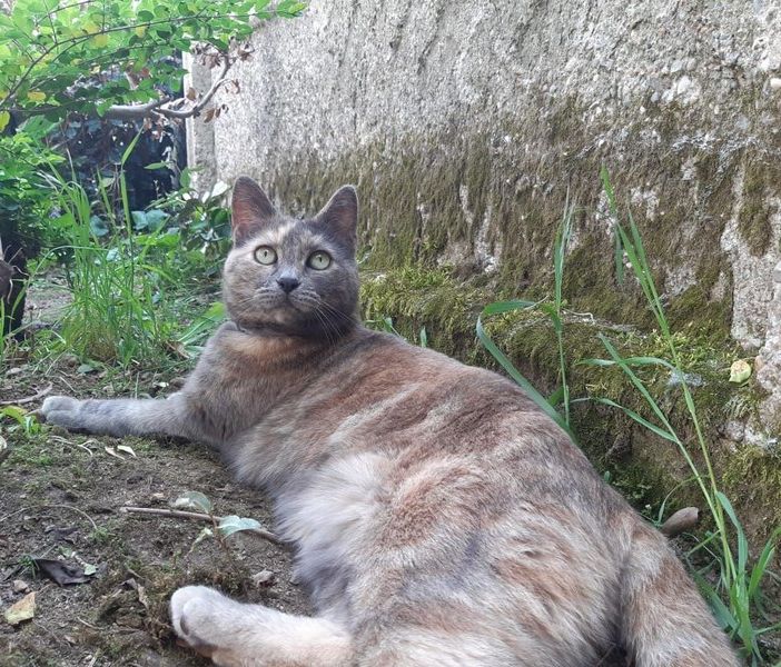 Nella foto, la gatta scomparsa
