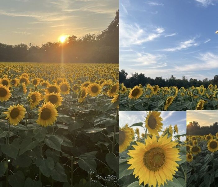 LE FOTO. Lombardia, un giorno con i girasoli. Per fermarsi e lasciarsi incantare