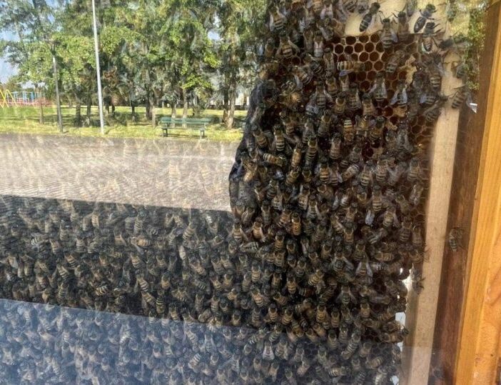 Trecate: “Giornata Mondiale delle Api” al bioparco e nel giardino dei ciliegi