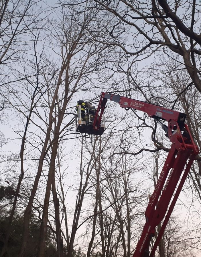 Mortara: gatto su un albero salvato da giardiniere e Vigili del fuoco