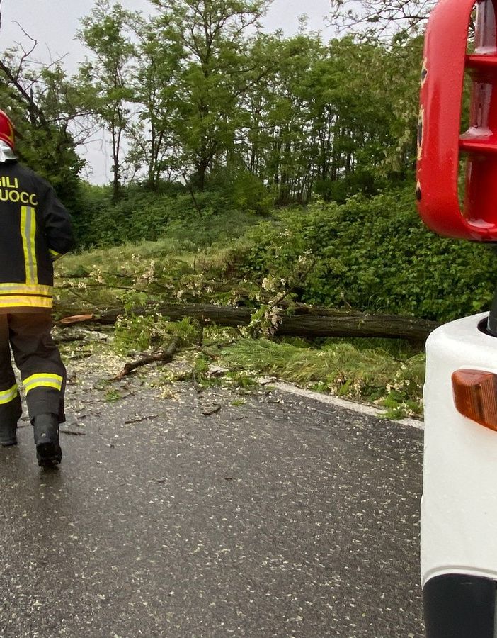 Alagna: albero cade sulla provinciale, intervengono i Vigili del fuoco