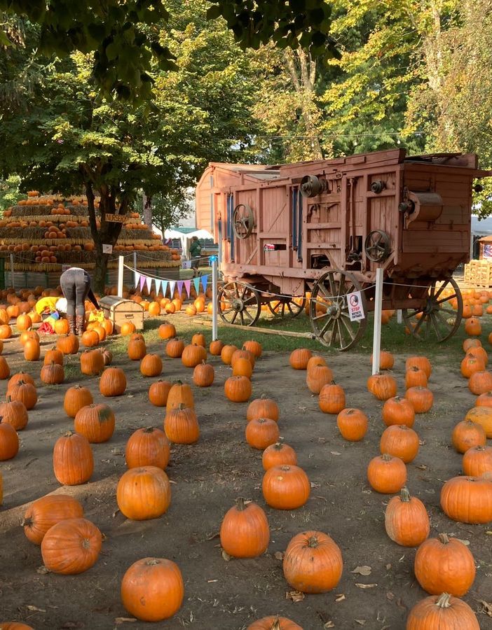 Al Pumpkin Patch alle porte di Pavia è tempo di Caccia alle Zucche