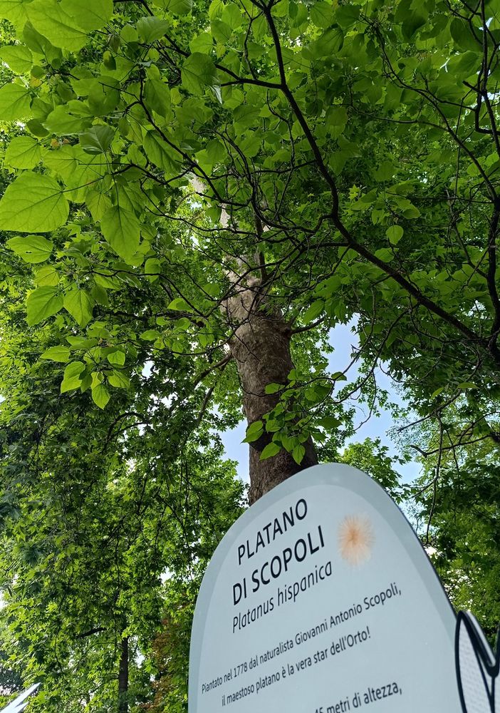 Sabato 24 maggio all’Orto botanico di Pavia  “Biodiversità da scoprire, conoscere, diffondere”