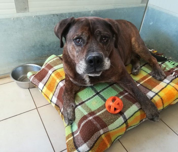 Maicol, il cane salvato dal veleno